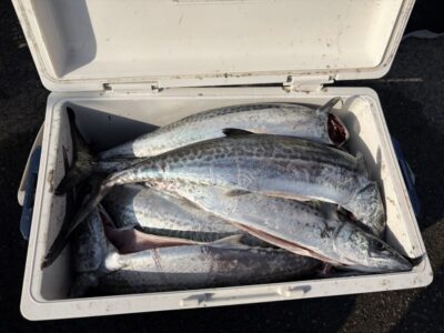 <p>匿名様　沖の北　ショアジギ　サゴシ多数♪♪</p>