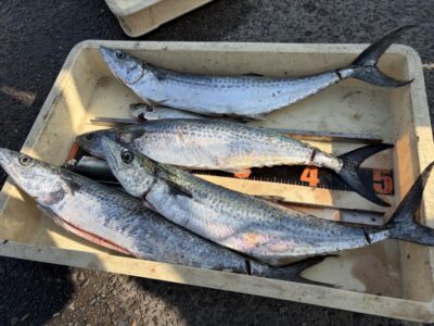 <p>足立様　沖の北　ショアジギ　サゴシ4匹🎣</p>