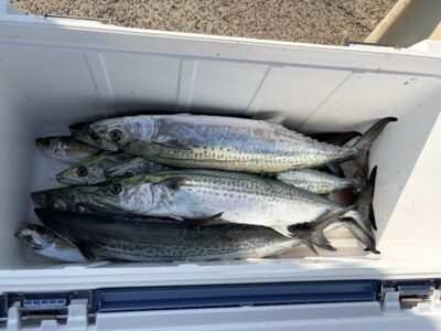 <p>うりお様　沖の北　ショアジギ　サゴシ8匹♪♪</p>