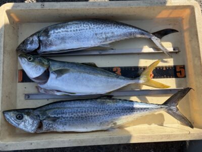 <p>新田様　沖の北　ショアジギ　サゴシ2匹・ハマチ🎣</p>