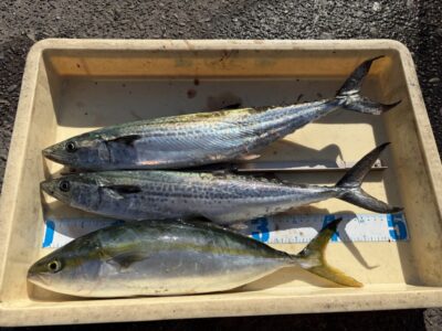 <p>仲村様　沖の北　ショアジギ　サゴシ2匹・ハマチ✨</p>