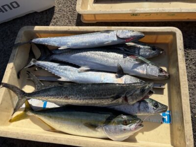 <p>森様　沖の北　ショアジギ　サゴシ6匹・ハマチ♪♪</p>