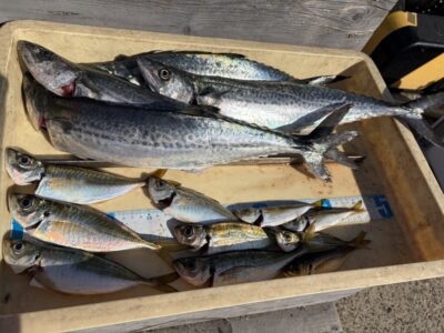 <p>小谷様　沖の北　ショアジギでサゴシ4匹🎣朝イチはサビキで中アジも GET✨</p>