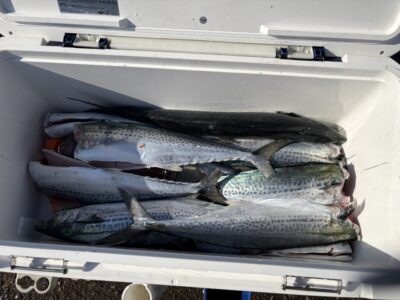 <p>奥村様　沖の北　ショアジギ　サゴシ多数✨</p>