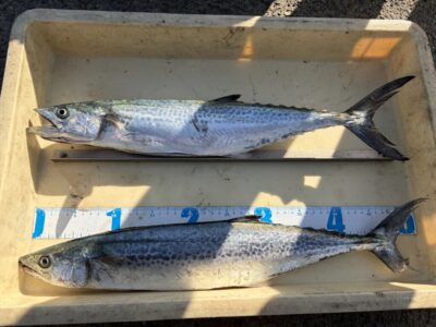 <p>新井様　沖の北　ショアジギ　サゴシ2匹♪♪</p>