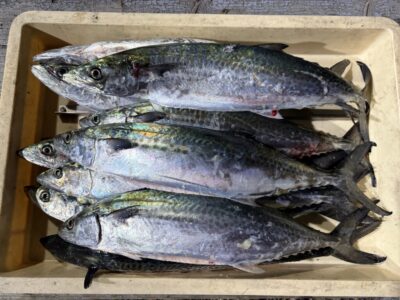 <p>ウォッカ様　沖の北　ショアジギ(Rスピン)  サゴシ10匹✨</p>