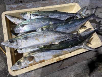 <p>山田様　沖の北　ショアジギ　サゴシ10匹✨</p>