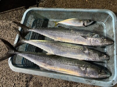<p>ソロアングラー様　沖の北　ショアジギ　サゴシ3匹とサバ🎣2年ぶりのルアー釣果との事でした♪♪</p>