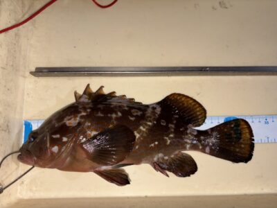 <p>石中鉄工所様　中波止2番　エビ撒き　アコウ33cm🎣</p>