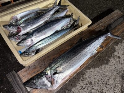 <p>永尾様　旧一文字赤灯〜2番　ショアジギ　サゴシ〜サワラ78cmまで🎣サゴシは14時頃までぽつぽつ掛かり、サワラは9時頃にDAISOジグとの事でした♪♪おめでとうございます🎊</p>