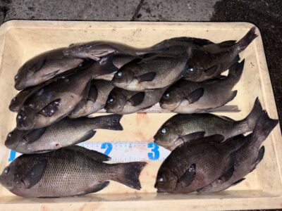 <p>佐多先生🦷　旧一文字赤灯　ふかせ釣り　グレ29cmまで🎣今日は餌取りも無く快適にフカセが出来たそうです！挿し餌＝オキアミ🦐</p>