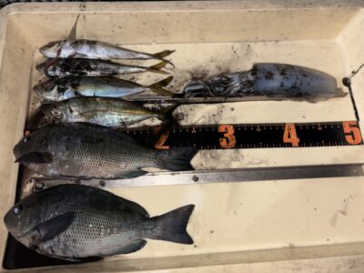 <p>吉岡様　旧一文字白灯　エギングでアオリイカ🦑アオイソメのウキ釣りではアジ・グレ♪♪</p>