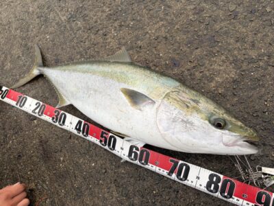 <p>しょうご様　沖の北　アジ飲ませ　ブリ86cm・7.6キロ✨ 6時半ごろにヒット♪♪</p>