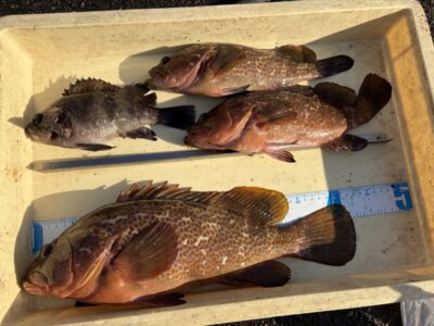 <p>田中様  沖の北　エビ撒き　アコウ30cm〜42cmまで3匹とメバル🎣</p>