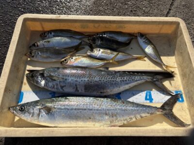 <p>八幡様　旧一文字赤灯　サビキ釣りの釣果とショアジギでサゴシ🎣</p>