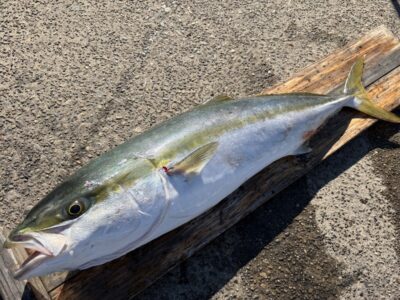 <p>田中様　沖の北　アジ飲ませ　ブリ85cm🎣10時半ごろにヒット♪♪</p>