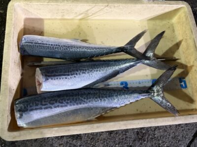 <p>長野様　沖の北　ショアジギ　サゴシ3匹🎣</p>