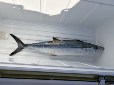 <p>春山様　沖の北　ショアジギ　サゴシ🎣</p>