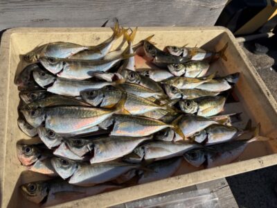 <p>小谷夫婦様　旧一文字赤灯　サビキ釣り　中アジ多数🎣</p>