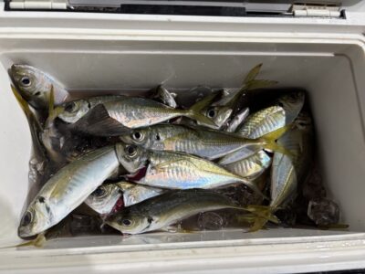 <p>美加ちゃん様　旧一文字赤灯　サビキ釣り(竿下)  中アジ多数✨</p>