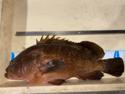 <p>吉村様　旧一文字赤灯　エビ撒き　アコウ42.5cm✨極太なアコウでした‼️</p>