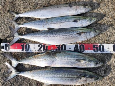 <p>まぁ様　沖の北内向き　ショアジギでサゴシ！</p>