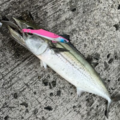 <p>マックススタッフ池田さん　沖の北　アズーロ・徹湾メタルバイブでサゴシ！</p>