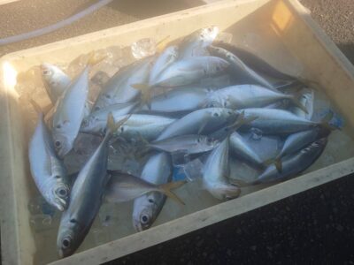 <p>レジェンド山本　旧一文字赤灯内向き　足元サビキで小〜中アジ大漁！小アジより中アジの方が多いようです。</p>