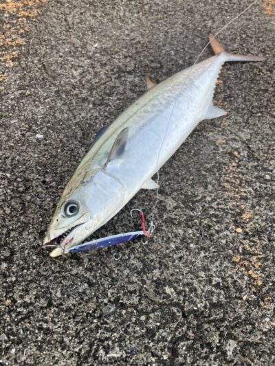 <p>上垣内様　沖の北　メジャクラ・ジグパラでサゴシ！</p>