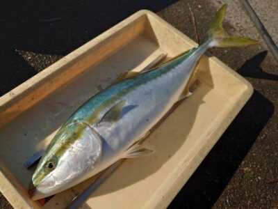 <p>白江様　沖の北　飲ませ釣りでメジロ！</p>