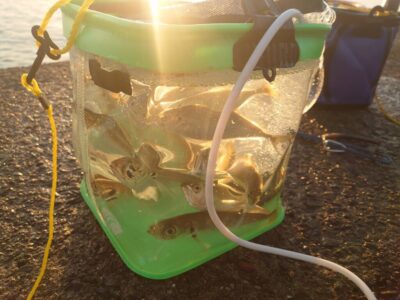 <p>沖の北内向き　足元サビキで小アジ！まだ現地調達可能です。北はほとんど小アジです。</p>