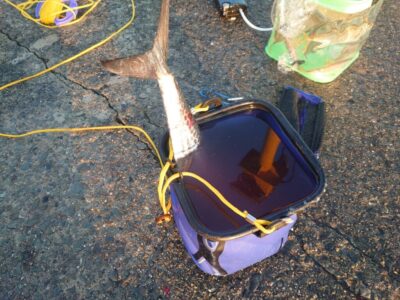 <p>久田様　沖の北　ショアジギでサゴシ！</p>