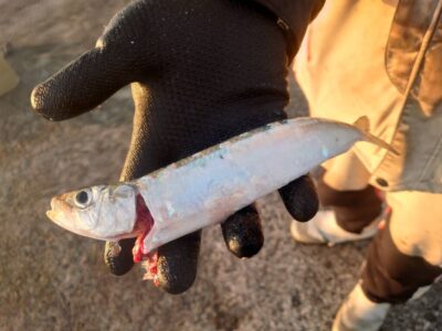 <p>沖の北内向き　アジを釣っていたらたま〜にマイワシが釣れるようになってきました。まだ大きい群は入っていないようです。そろそろなのか…。</p><p>1匹2匹程度なら餌として使ったほうがいいです。アジより釣れますよ。</p>