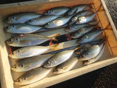 <p>レジェンド山本　旧一文字赤灯内向き　足元サビキで中アジ！最大26.5cm！</p><p>暗い時間はポツポツ、明るくなってからのほうがよく釣れたようです。</p>