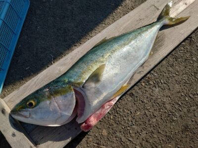 <p>沖の北　飲ませ釣りでメジロ！</p>