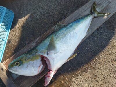 <p>古野様　沖の北　飲ませ釣りでブリ！！！</p>