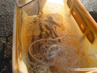 <p>沖の北内向き　足元サビキで小〜中アジ！北はほとんど小アジです。</p><p>まだ飲ませの餌は現地調達可能です。</p>