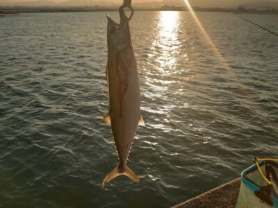 <p>沖の北　ショアジギでサゴシ！まだちょっといるみたいです。</p>