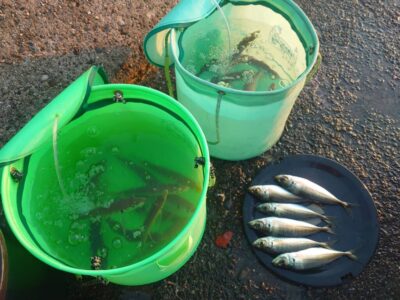 <p>仕入れ完了！小玉🍣様　旧一文字赤灯　先端内向き　足元サビキで中アジ大漁！大きいのは25cmくらいありました♪</p>