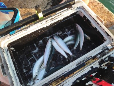 <p>沖の北内向き　足元サビキでマイワシ！今日は7時半頃から釣れてました。昨日より高活性で簡単でした。</p><p>小アジは朝からずっと釣れてます。</p>