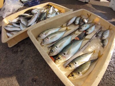 <p>旧一文字赤灯　先端内向き　足元サビキで中アジ大漁！最大27.5cm！</p><p>暗い時間から釣れて7時までが時合いでした。</p>