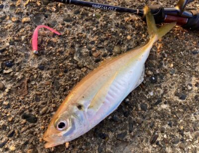 <p>釣れない猫様　旧一文字赤灯　アジングで中アジ！</p>