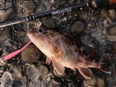 <p>釣れない猫様　旧一文字赤灯　ライトゲームでガシラ！</p>