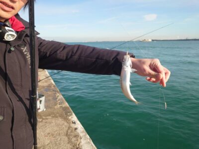 <p>沖の北内向き　足元サビキでマイワシ！今日は7時すぎから釣れ出したようです。</p>