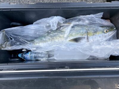 <p>真心様　沖の北　飲ませ釣りでブリ！</p>