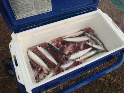 <p>沖の北内向き　足元サビキでマイワシ大漁！小アジ・カタクチ・サバもよくかかってました。</p>