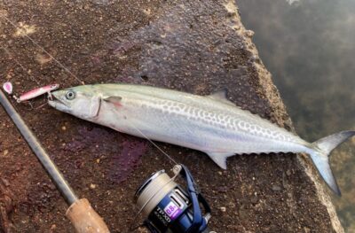 <p>釣れない猫様　沖の北　ジャックアイ・マキマキ岸一ピンクでサゴシ！</p>