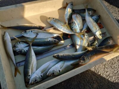 <p>杉浦様　旧一文字赤灯先端内向き　足元サビキで中アジ！今日は外向きの足元でも沢山釣れてました♪</p>