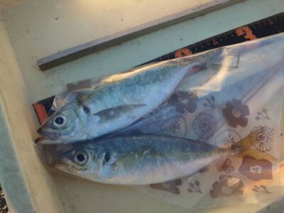 <p>岩田様　旧一文字赤灯内向き　エビ撒き釣りでアジ25cm！</p>