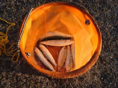 <p>沖の北内向き　足元サビキで小〜中アジ・サバ・マイワシ！</p><p>まだ現地調達可能です！</p>